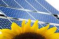 Un tournesol devant des panneaux solaires.